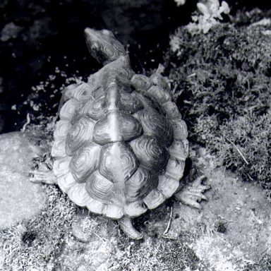Bronzeskultur Wasserschildkröte